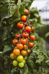 工业番茄种植园