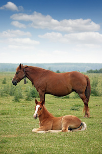 小马驹和母马在草地上