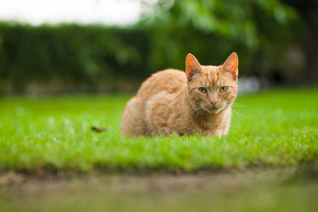 在花园里的猫