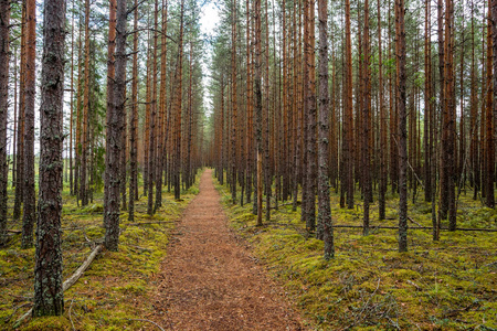 维鲁拉巴的森林散步路, 爱沙尼亚