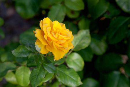 花园里有一朵鲜艳的黄玫瑰。美丽的黄色玫瑰在花床上生长在阳光明媚的夏日