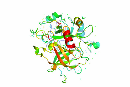 蛋白质分子的3d 模型