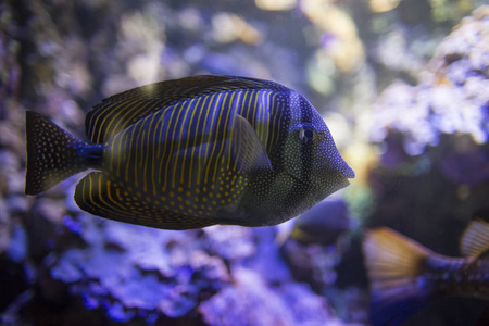 红海 sailfin 唐