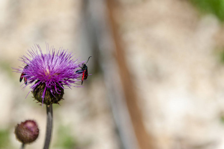 六斑榆蛾, Zygaena Filipendulae, 矢车菊上