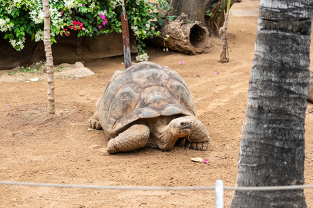 加拉帕戈斯巨型龟 Cheloponoidis 地胆 在地上爬行