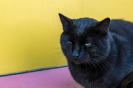 黑猫与锐利和神秘的眼睛, 坐在步行街上