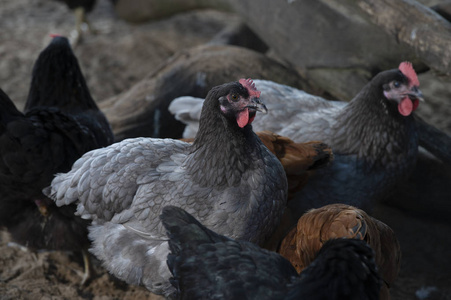 法国传统家禽养殖场的免费鸡肉系列