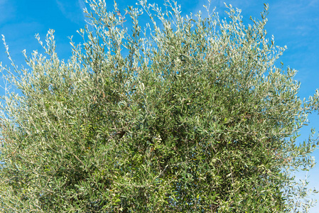 橄榄树对蓝天