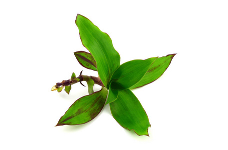 Callisia 药用草本植物 篮子植物, 链条植物或英寸植物。在白色背景下隔离