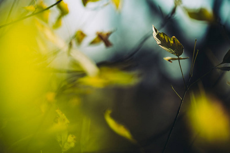 摘要秋季主题背景。在柔和的日光下干燥植物叶子