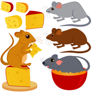 小鼠大鼠小鼠和孤立在白色的奶酪照片