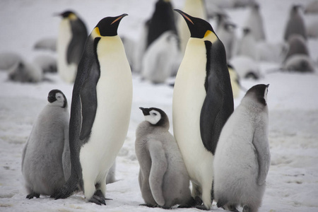 南极洲皇帝企鹅与幼崽特写在多云天