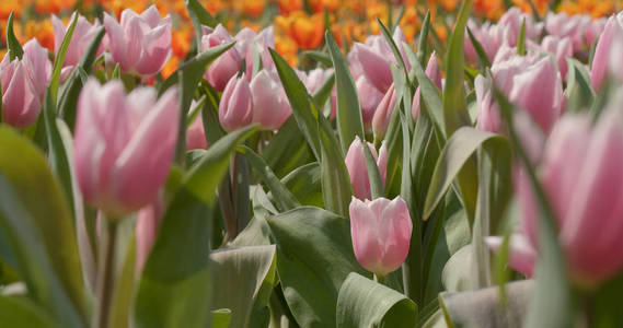 公园里美丽的郁金香花