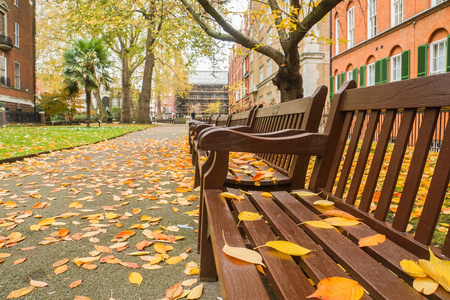 在伦敦公共公园的木凳上, 秋季落叶