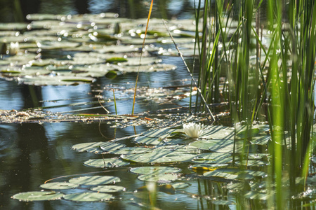 池塘里的白睡莲。睡莲。美丽的白水百合和热带气候。水百合背景。自然幻想的活生生化身