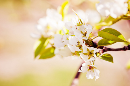 苹果树在春天盛开分支