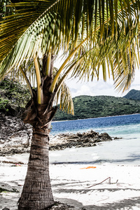 在白色的沙滩上的绿树。malcapuya 岛，科伦菲律宾