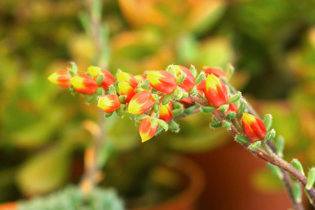 仙人掌花植物。