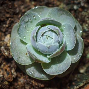 仙人掌沙漠植物