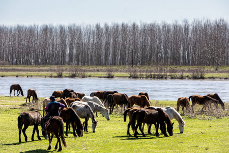在希腊北部 Strymon 河边放牧的马匹
