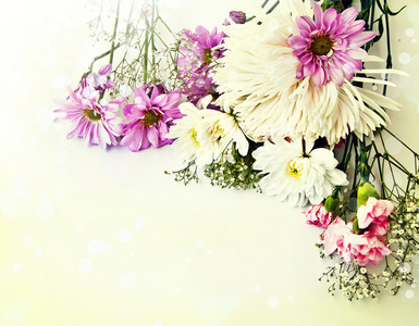 洋甘菊和白菊花