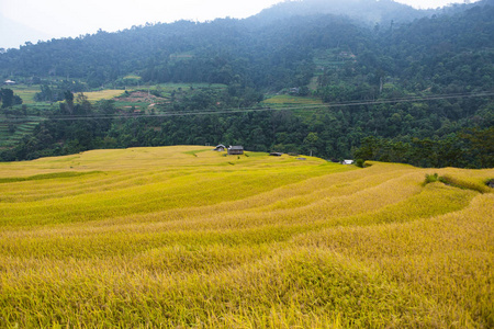 梯田稻田。田地准备种植大米。Luoc, Huyen 晃苏皮, 哈江省。越南北部