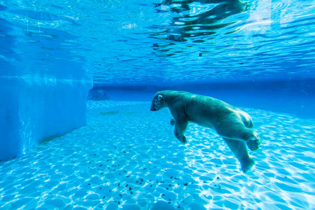 北极熊在新加坡动物园的水池里游泳