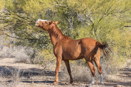 一匹野马在亚利桑那州的沙漠
