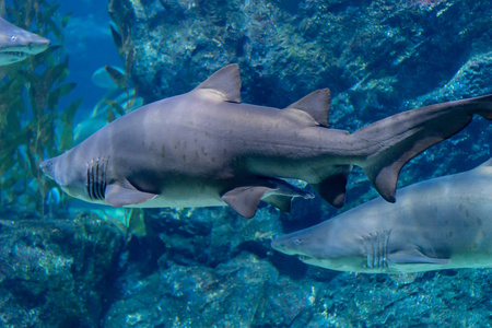 鲨鱼在水族馆的玻璃罐里游泳