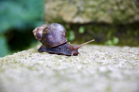 石头上的花园里的蜗牛
