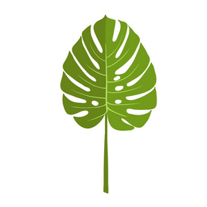 绿叶植物叶, 竹。白色的孤立矢量插图