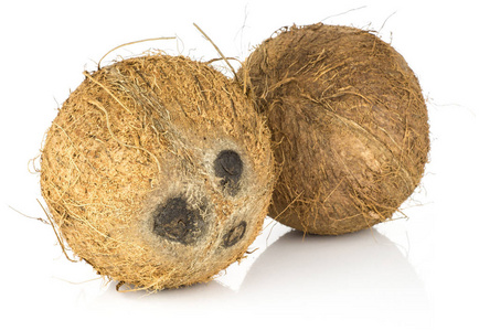 两个椰子分离在白色背景棕色纤维束