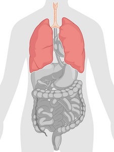 人体解剖学肺
