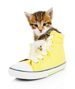 可爱的小猫在鞋子上白色孤立