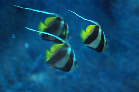 模糊背景的三鱼 Heniochus acuminatus 在深蓝色海洋附近的珊瑚关闭