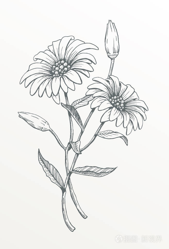 两只手画雏菊