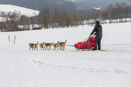 一队的狗在冬天的风景中哈士奇。一群哈士奇狗。狗赛跑的一群猎犬