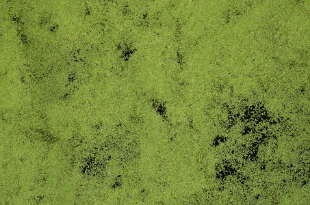 绿浮萍与沼泽植被点缀的沼泽水质地