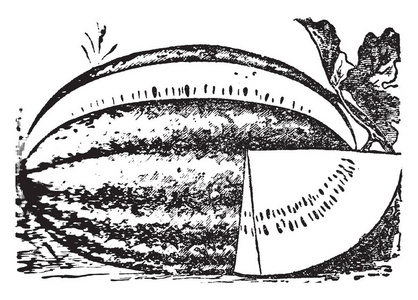 这是西瓜的形象。西瓜是一种水果, 它已经在地下生长。它是又大又圆的形状。上部是刚性的, 内部部分是柔软的, 复古线条绘制或雕刻插