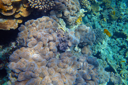 海中美丽的热带珊瑚礁