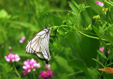 白色蝴蝶一起在花