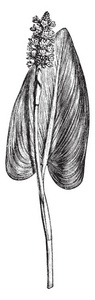 这幅画代表 Pickerelweed, 俗称 Pontederia, 这株植物原产于美洲大陆, 复古线条画或雕刻插图