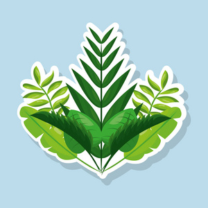 一束天然热带树叶植物卡