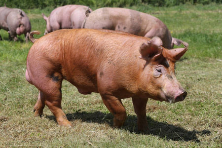 年轻的猪在夏季的动物农场享受阳光