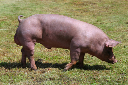 一张美丽干净的家养猪的照片