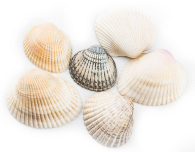 贝壳孤立在白色背景上的集合