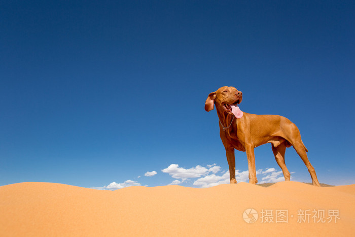 狗站在沙漠