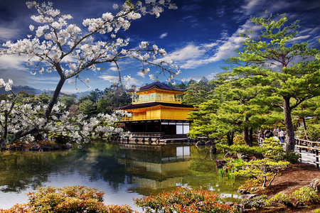 美丽樱花与黄金色寺