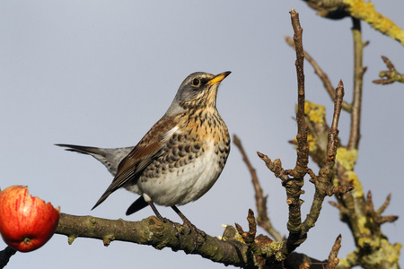 fieldfare，鸫 pilaris