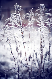 雪的冰冻草植物特写镜头视图